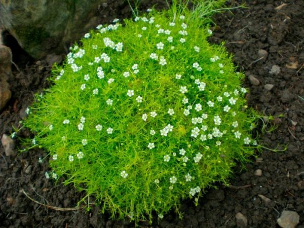Briozoo subulado - foto, cuidados, especies, descripción, reproducción