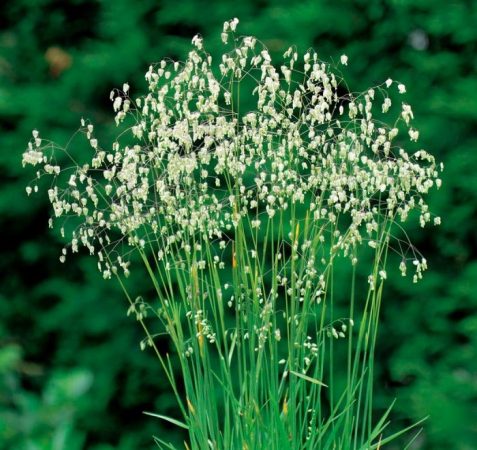 Briza (temblorosa) - foto, cuidados, especie, descripción, reproducción