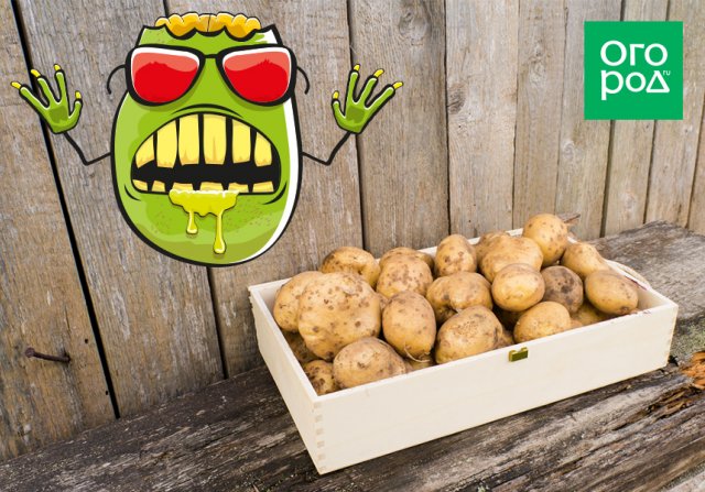 Brotadas, agrietadas, verdes: ¿qué patatas son peligrosas para la salud?