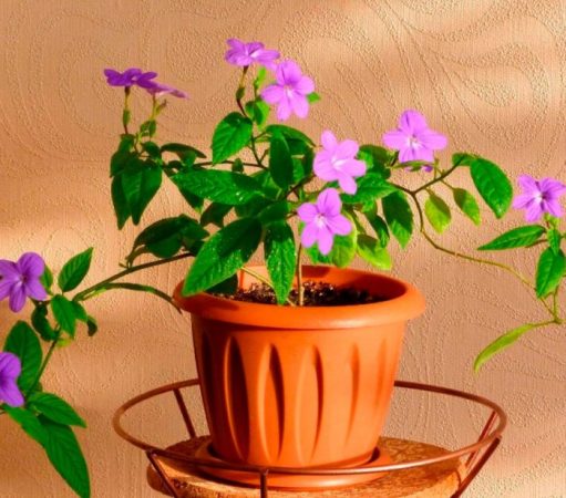 Browallia - foto, cuidados, especie, descripción, propagación, planta de interior