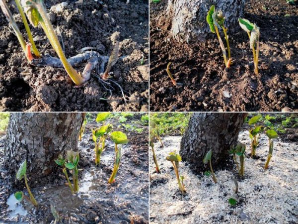 Brunnera – foto, cuidados, especie, descripción, reproducción