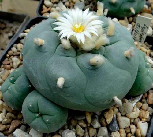 Cactus Lophophora: foto, cuidados, especie, descripción, propagación, planta de interior