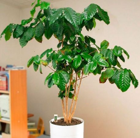 Cafeto: foto, cuidados, especies, descripción, propagación, planta de interior.