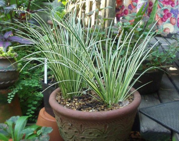 Cálamo - foto, cuidados, especies, descripción, propagación, planta de interior