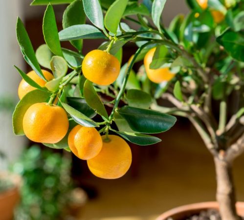 Calamondina (Citrofortunella): foto, cuidados, especie, descripción, reproducción, planta de interior