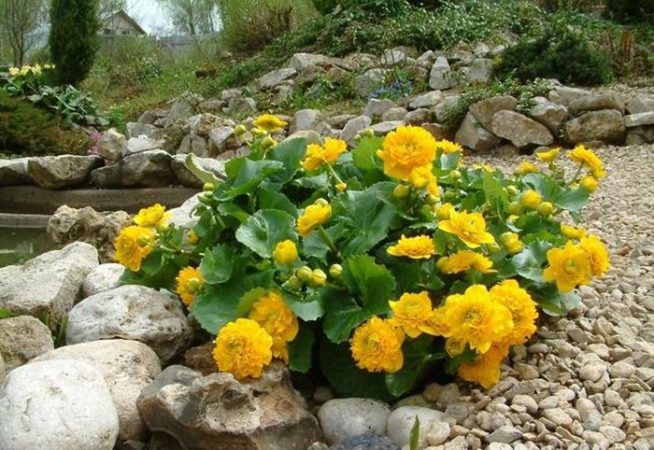 Caléndula de pantano - foto, cuidados, especies, descripción, reproducción