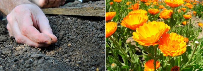 Caléndula – foto, cuidados, especies, descripción, propagación