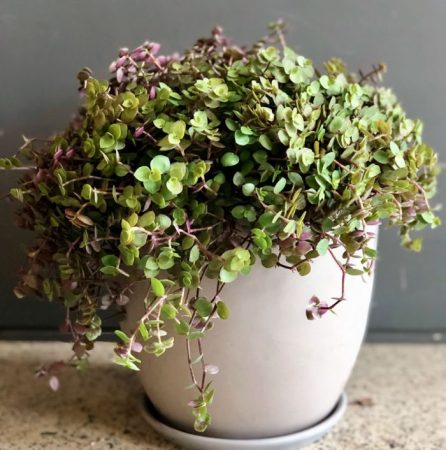 Callisia - foto, cuidados, especie, descripción, propagación, planta de interior