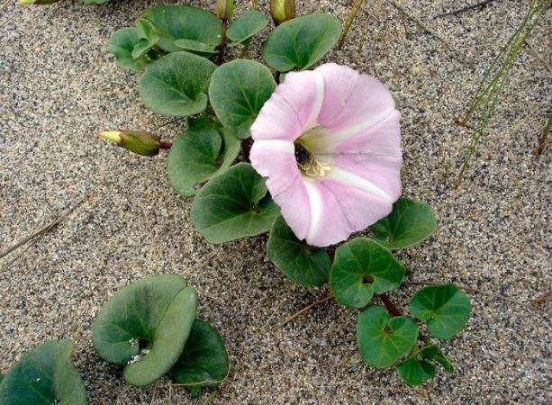 Calystegia (poni): foto, cuidados, especie, descripción, reproducción