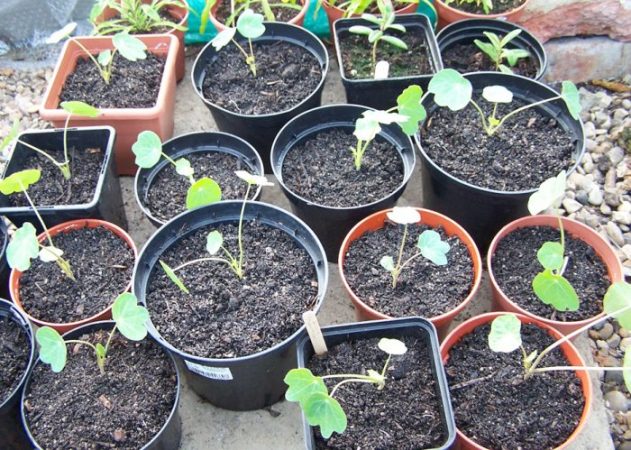 Capuchina - foto, cuidados, especies, descripción, propagación