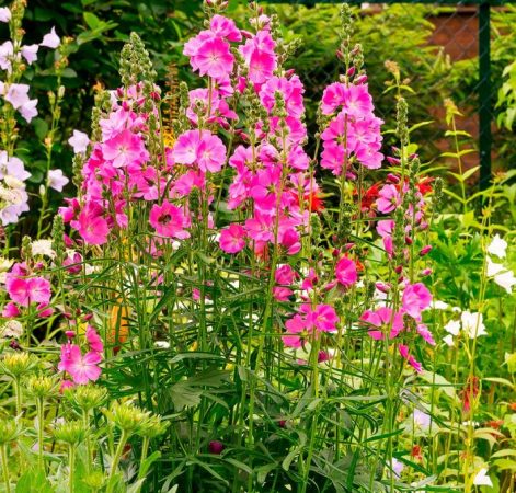 Características de Sidalcea: foto, cuidados, especies, descripción, reproducción