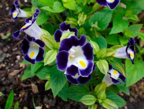 Características de Torenia: foto, cuidados, tipos, descripción, reproducción.