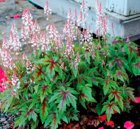 Características de la Tiarella: foto, cuidados, tipos, descripción, reproducción.