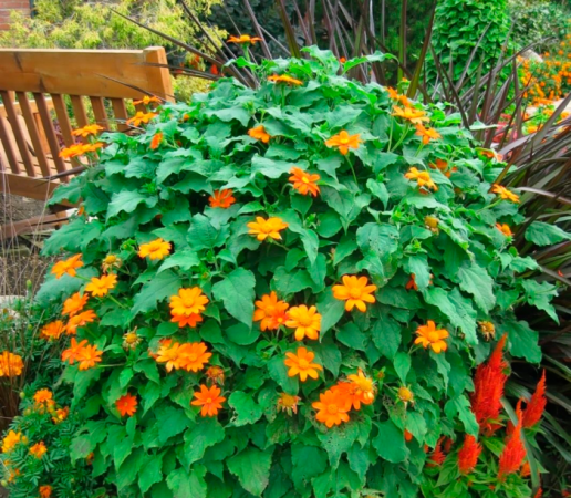 Características de la tithonia: foto, cuidados, tipos, descripción, reproducción.