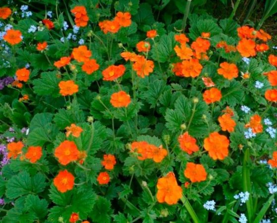 Características del Geum: foto, cuidados, especie, descripción, reproducción