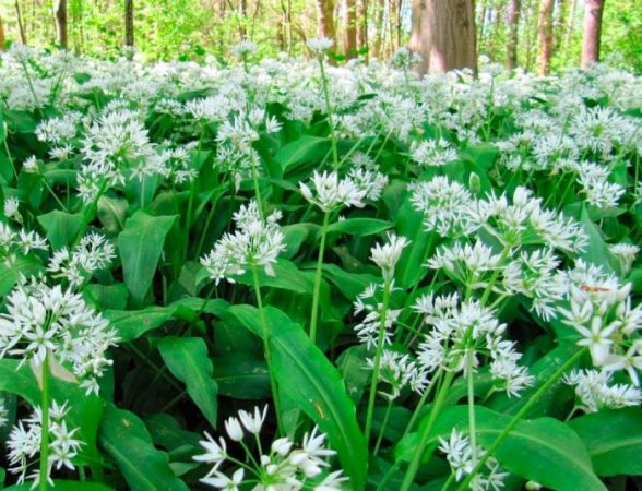 Características del ajo silvestre: foto, cuidados, tipos, descripción, reproducción.