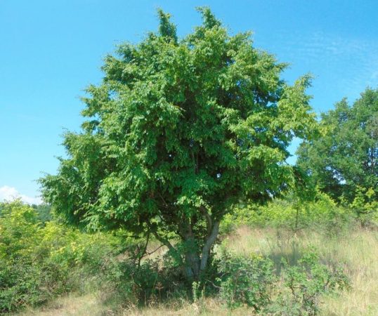 Carpe negro: foto, plantación, cuidados, cultivo, descripción, tipos