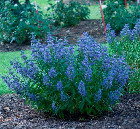 Caryopteris - foto, plantación, cuidados, cultivo, descripción, especie