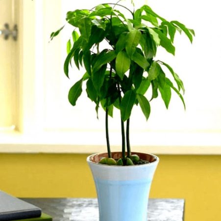 Castanospermum (Castaño de interior): foto, cuidados, especie, descripción, reproducción, planta de interior