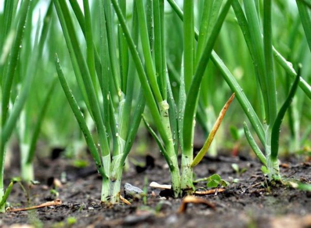 Cebolla - foto, cuidados, plantación, descripción, cultivo