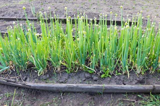 Cebolla galesa: plantación, cuidados y propagación