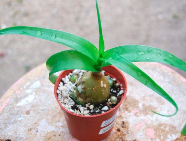 Cebolla india (Ornithogalum caudatum): foto, cuidados, especie, descripción, reproducción, planta de interior