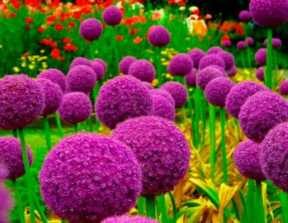 Cebolla ornamental (Allium): foto, cuidados, tipos, descripción, propagación