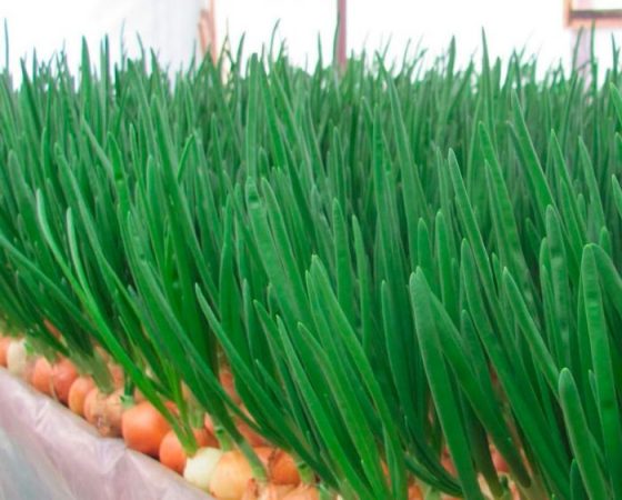 Cebollas en una pluma: foto, plantación, cuidado, cultivo.