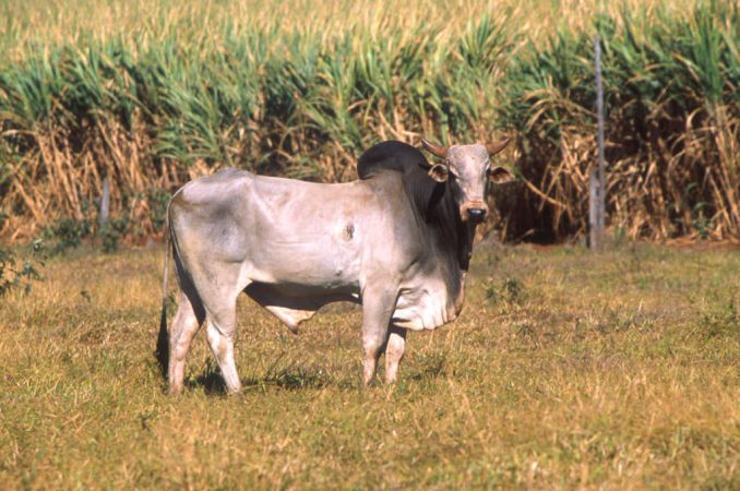Cebú: origen y descripción del animal