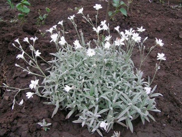 Cerastium - foto, cuidados, especies, descripción, reproducción