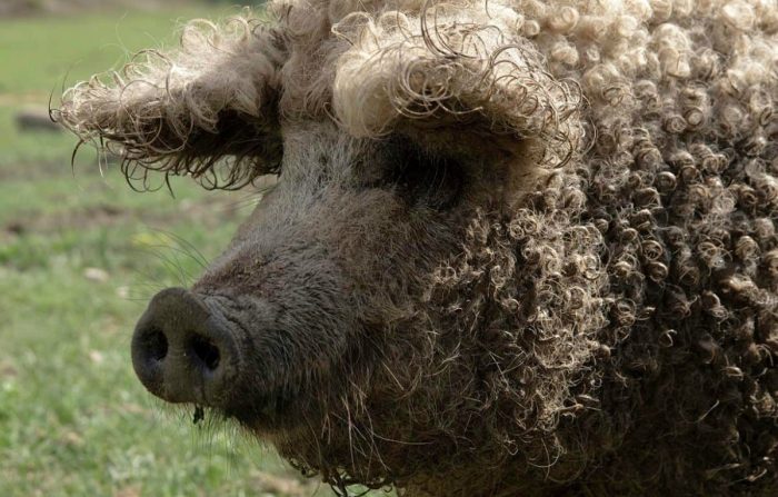Cerdo Mangalica Húngaro: Foto, Peso y Cuidados