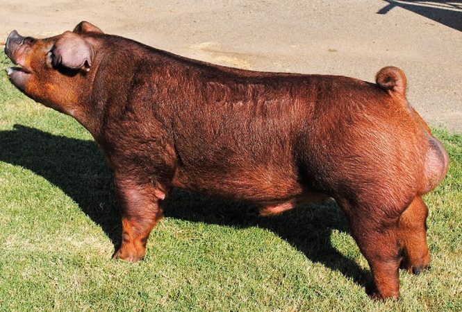 Cerdos Duroc: foto, peso y cuidados