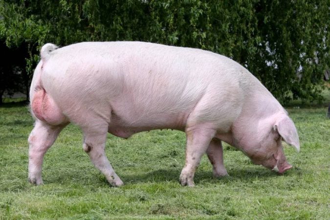 Cerdos Landrace: foto, peso y cuidados