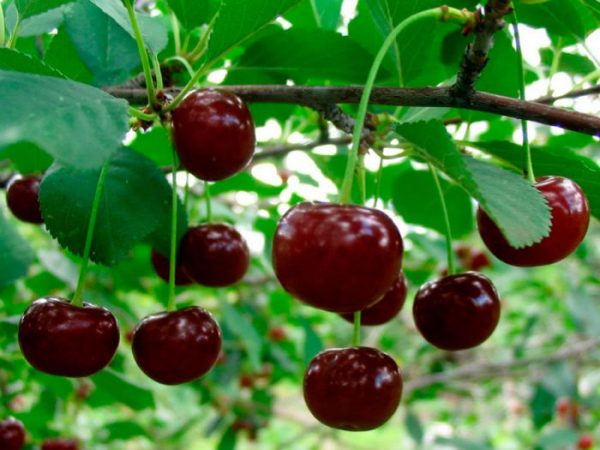 Cereza - foto, cuidados, tipos, descripción, propagación