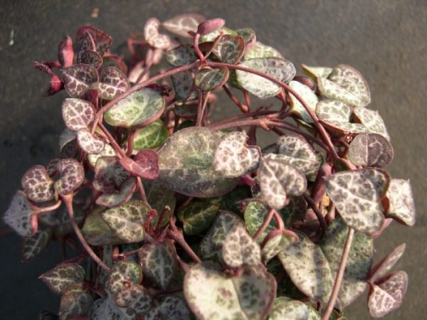 Ceropegia - foto, cuidados, especie, descripción, propagación, planta de interior