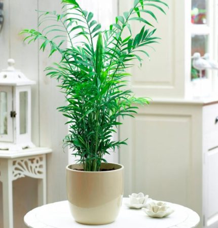 Chamaedorea elegans (elegante): foto, cuidados, especie, descripción, reproducción, planta de interior