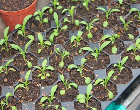 Cheiranthus (Lakfiol): foto, cuidados, especie, descripción, reproducción