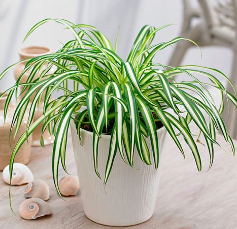 Chlorophytum comosum - foto, cuidados, especie, descripción, reproducción, planta de interior