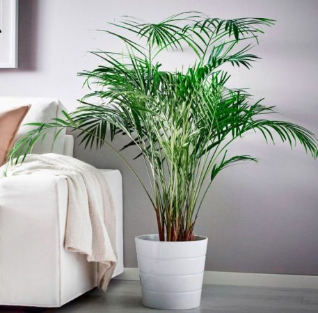 Chrysalidocarpus - foto, cuidados, especie, descripción, propagación, planta de interior