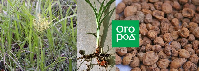 Chufa: todo sobre el cultivo y los beneficios de las almendras molidas (chufas)