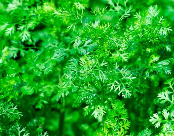 Cilantro (Cilantro): foto, plantación, cuidados, cultivo
