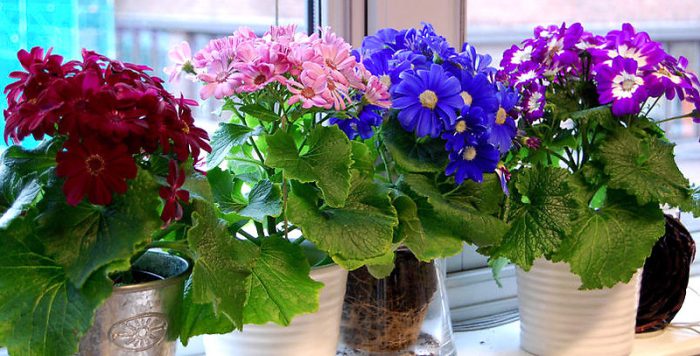 Cineraria hybrida – foto, cuidados, especies, descripción, propagación