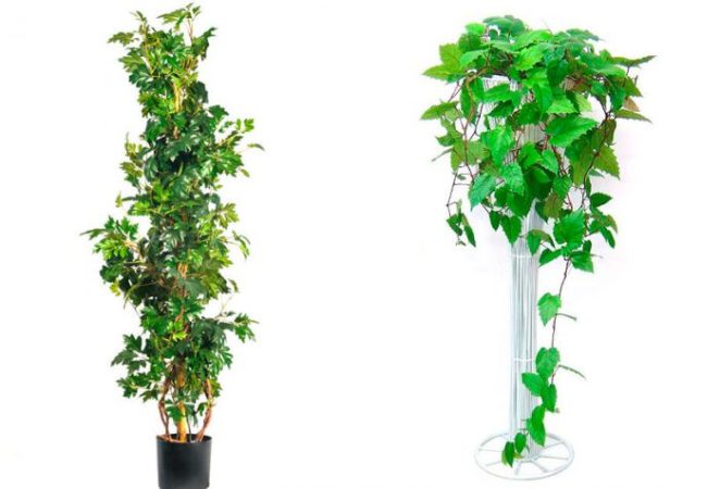 Cissus – foto, cuidados, especie, descripción, propagación, planta de interior