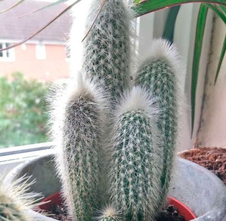 Cleistocactus - foto, cuidados, especie, descripción, propagación, planta de interior