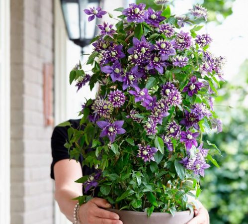 Clematis Taiga: foto, cuidados, especies, descripción, propagación