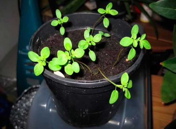 Cleome - foto, cuidados, especies, descripción, propagación