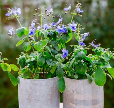 Clerodendrum ugandense - foto, cuidados, especie, descripción, propagación, planta de interior