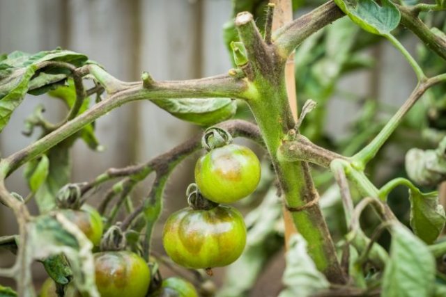 Clima frío y húmedo: cómo salvar tomates en invernadero y al aire libre