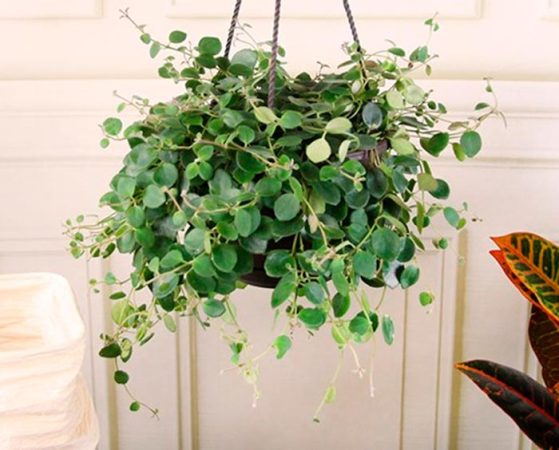 Codonanta - foto, cuidados, especie, descripción, propagación, planta de interior