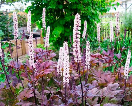 Cohosh negro – foto, cuidados, especies, descripción, reproducción